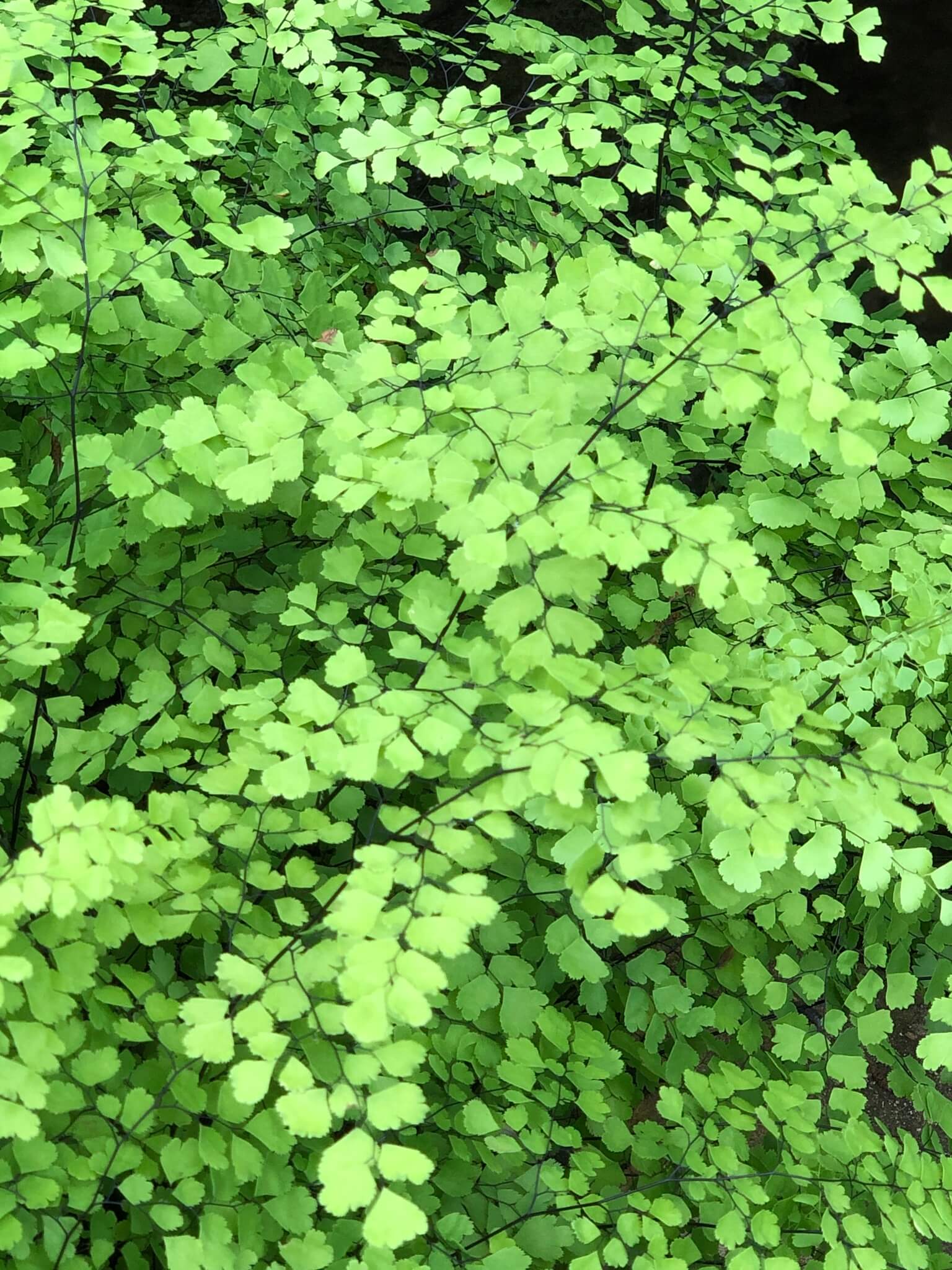 Adiantum raddianum 'Fragrans'